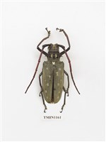 藏品(大衛大天牛)的圖片